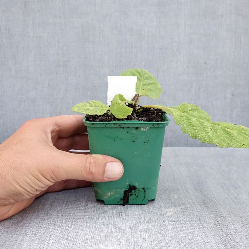 Salvia pratensis Swan Lake - Meadow Sage 8/9 cm pot sample as delivered in autumn