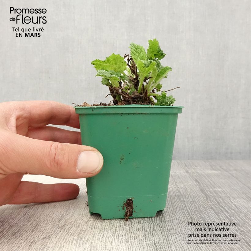 Salvia pratensis Swan Lake - Meadow Sage 8/9 cm pot sample as delivered in spring