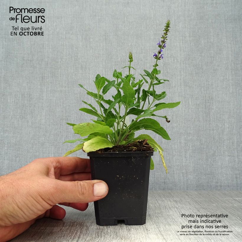 Salvia superba Queen of the Blues 8/9 cm pot sample as delivered in autumn