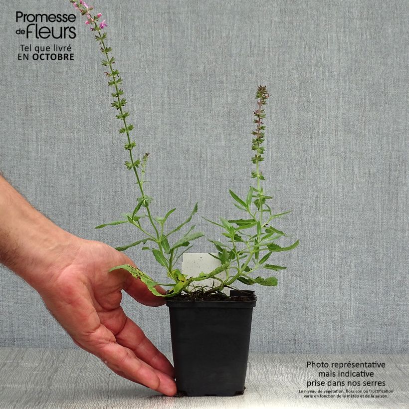 Salvia superba Rose Queen 8/9 cm pot sample as delivered in autumn