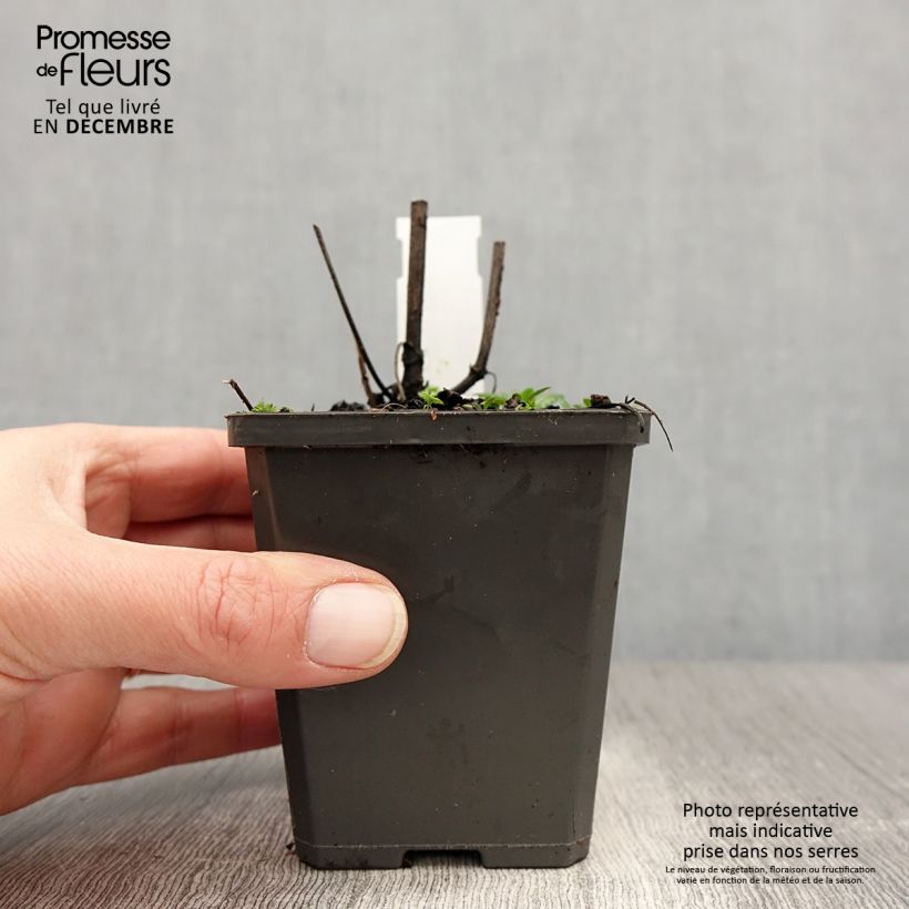 Salvia verticillata Alba 8/9 cm pot sample as delivered in winter