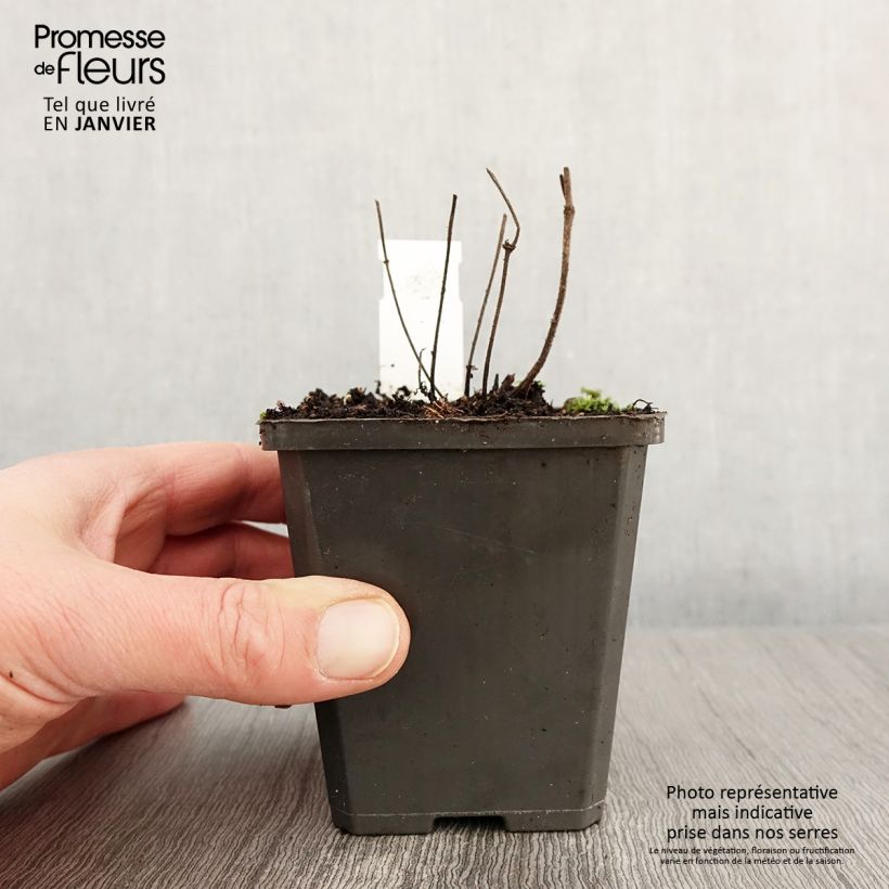 Salvia verticillata Hannays Blue 8/9 cm pot sample as delivered in winter