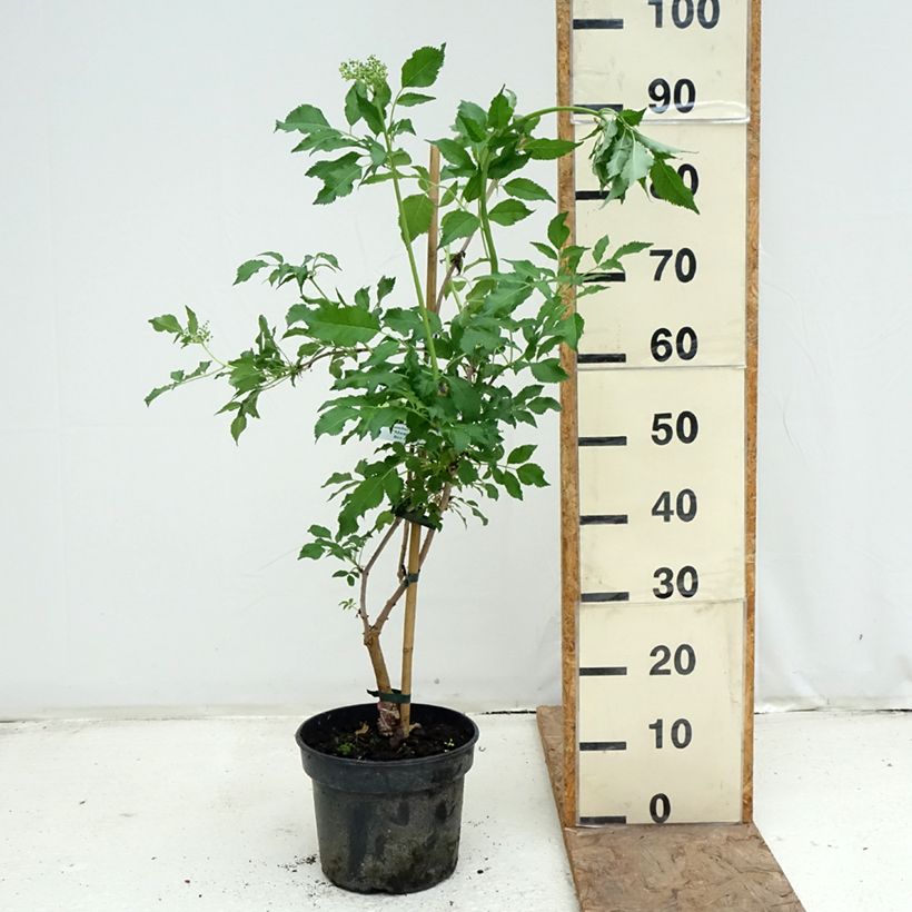 Sambucus nigra Monstrosa - Elder 4L/5L pot sample as delivered in spring