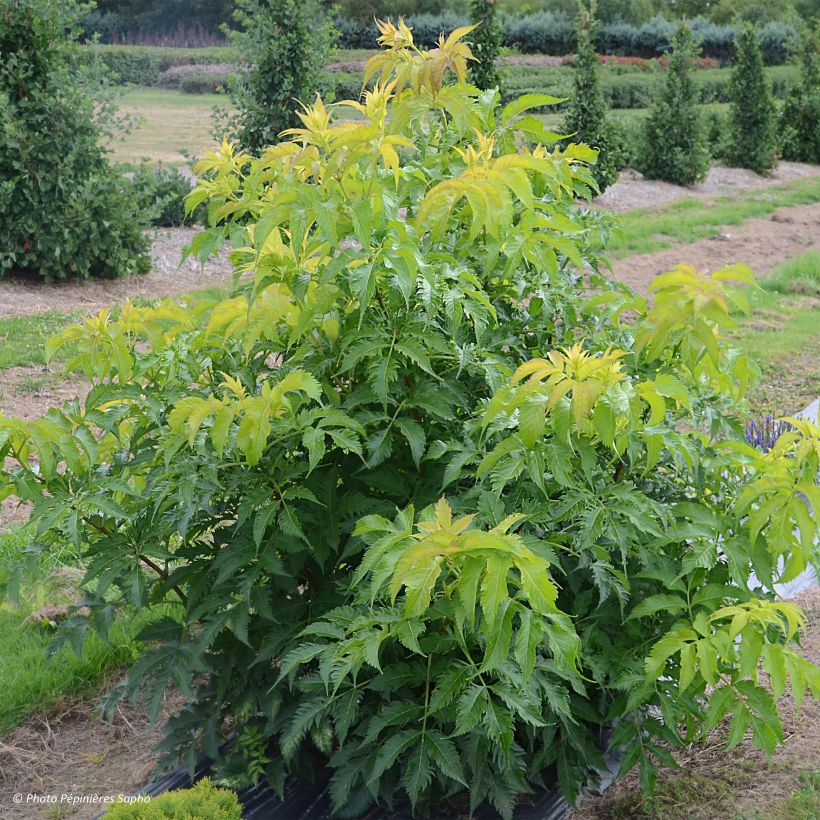Sambucus nigra Serenade - Black Elder (Plant habit)