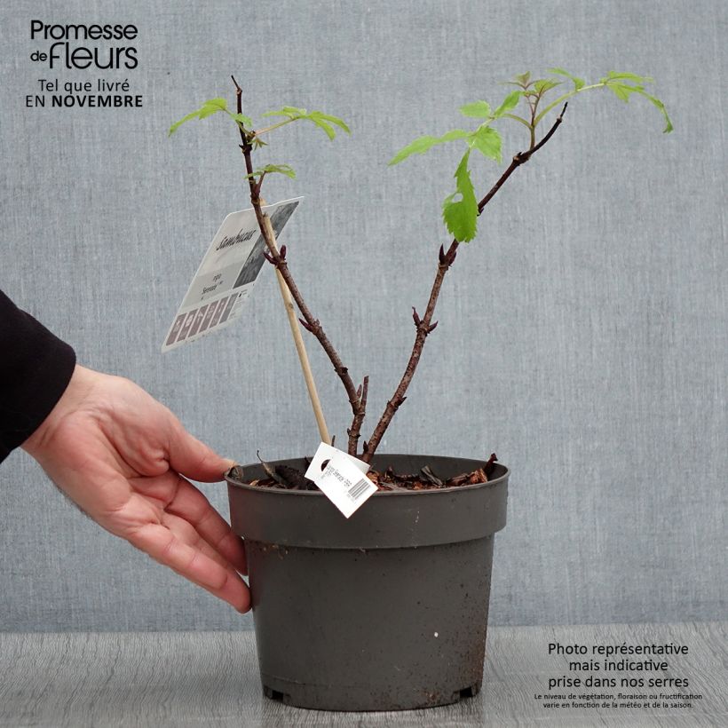 Sambucus nigra Serenade - Black Elder 3L/4L pot sample as delivered in autumn
