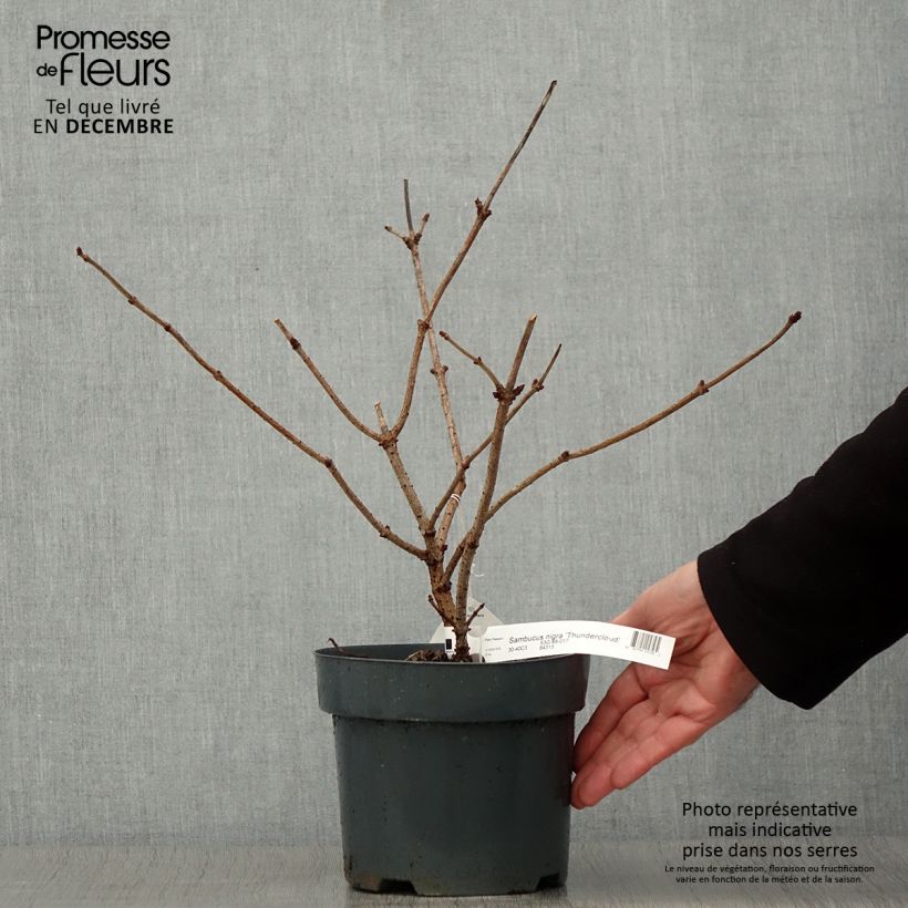 Sambucus nigra Thundercloud - Black Elder 3L/4L pot sample as delivered in autumn