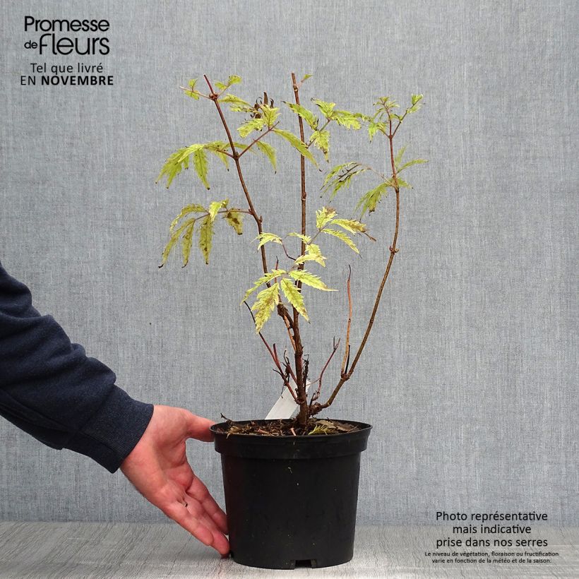 Sambucus racemosa Plumosa Aurea - European Red Elder 2L/3L pot sample as delivered in autumn