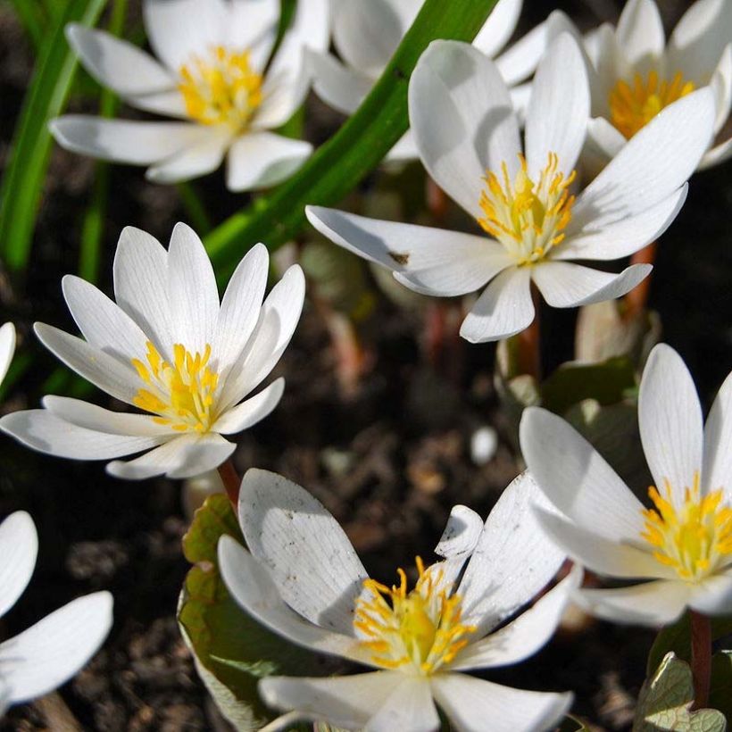Sanguinaria canadensis (Flowering)