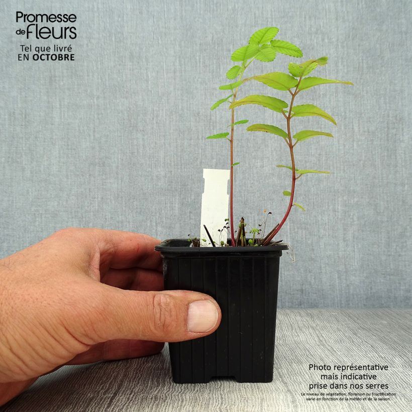 Sanguisorba hakusanensis 8/9 cm pot sample as delivered in autumn
