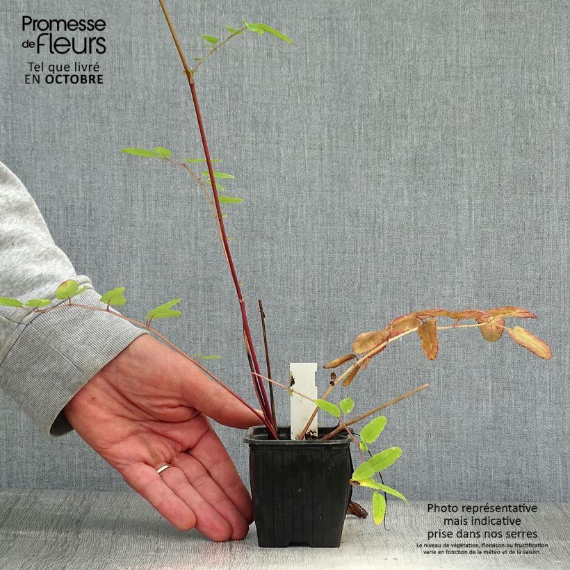 Sanguisorba Pink Brushes 8/9 cm pot sample as delivered in autumn