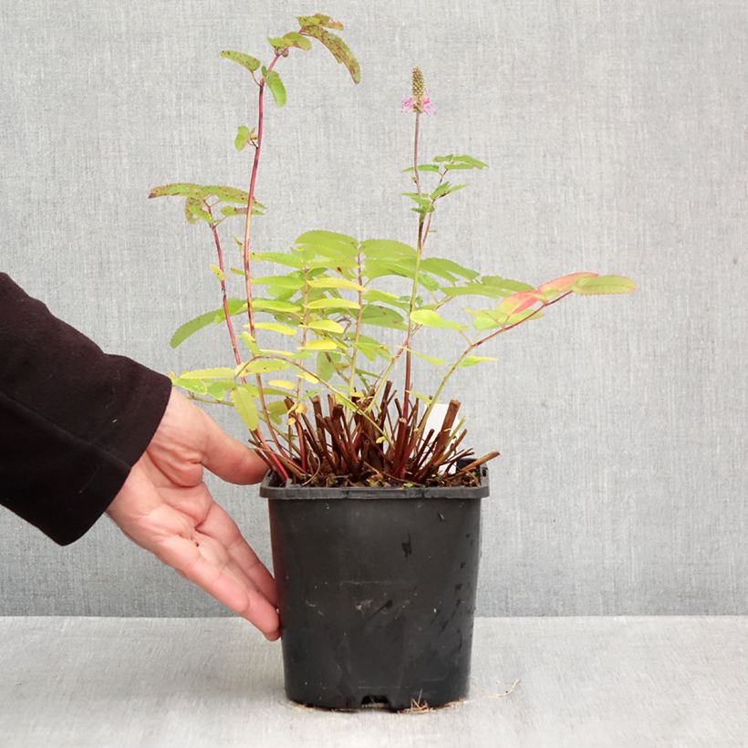 Sanguisorba Pink Brushes 2L/3L pot sample as delivered in autumn