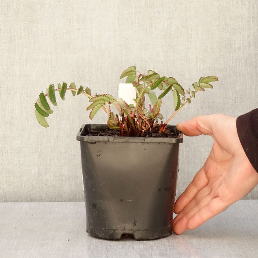 Sanguisorba Pink Brushes 2L/3L pot sample as delivered in spring