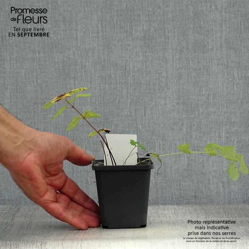 Sanguisorba menziesii 8/9 cm pot sample as delivered in autumn