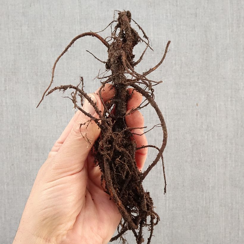 Sanguisorba menziesii Bare root sample as delivered in winter