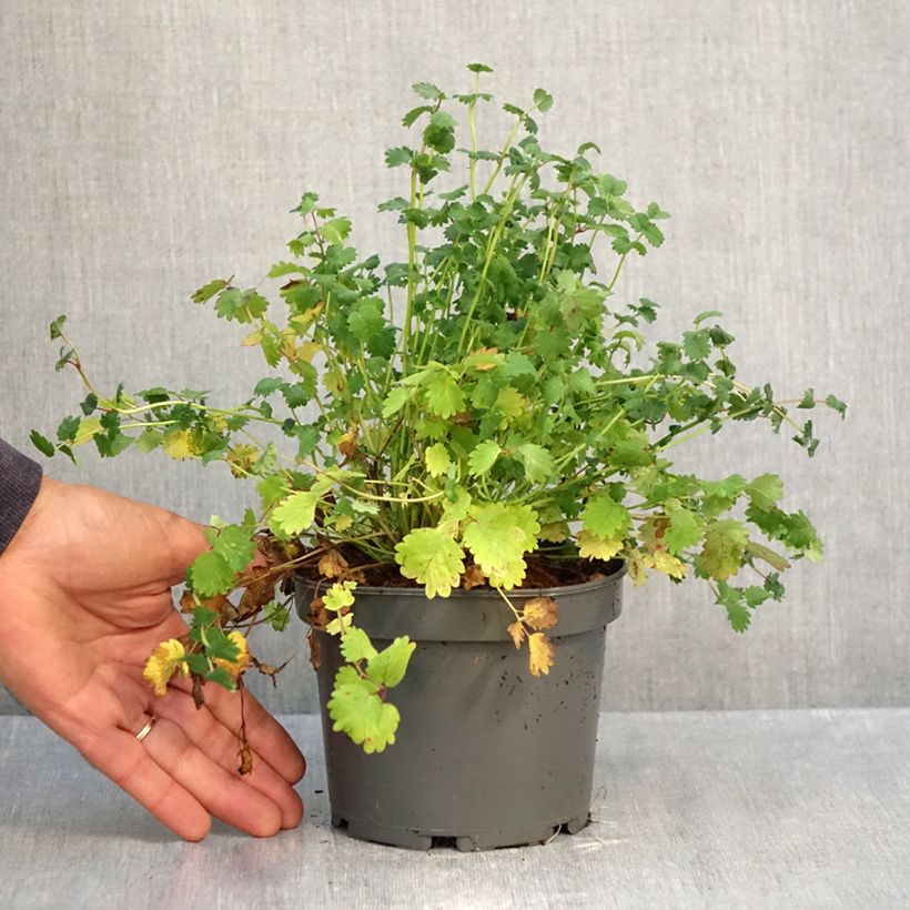 Sanguisorba minor 1.5L/2L pot sample as delivered in autumn