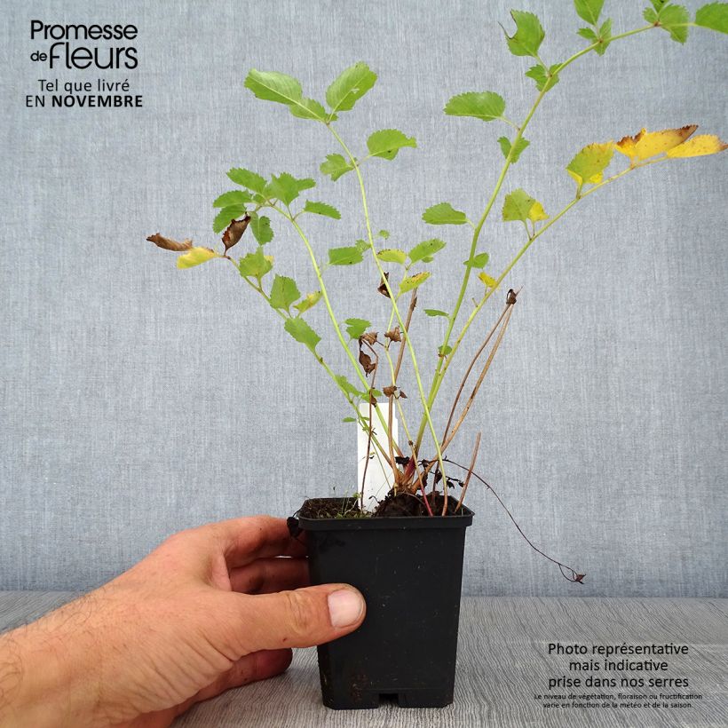 Sanguisorba obtusa 8/9 cm pot sample as delivered in autumn