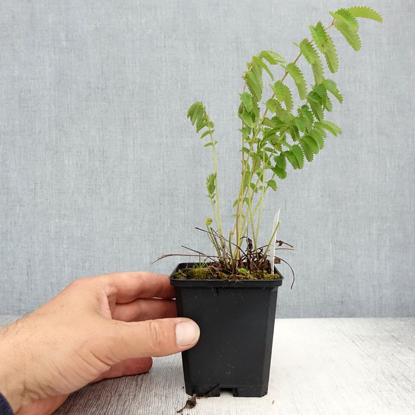 Sanguisorba officinalis 'Arnhem' 8/9 cm pot sample as delivered in spring