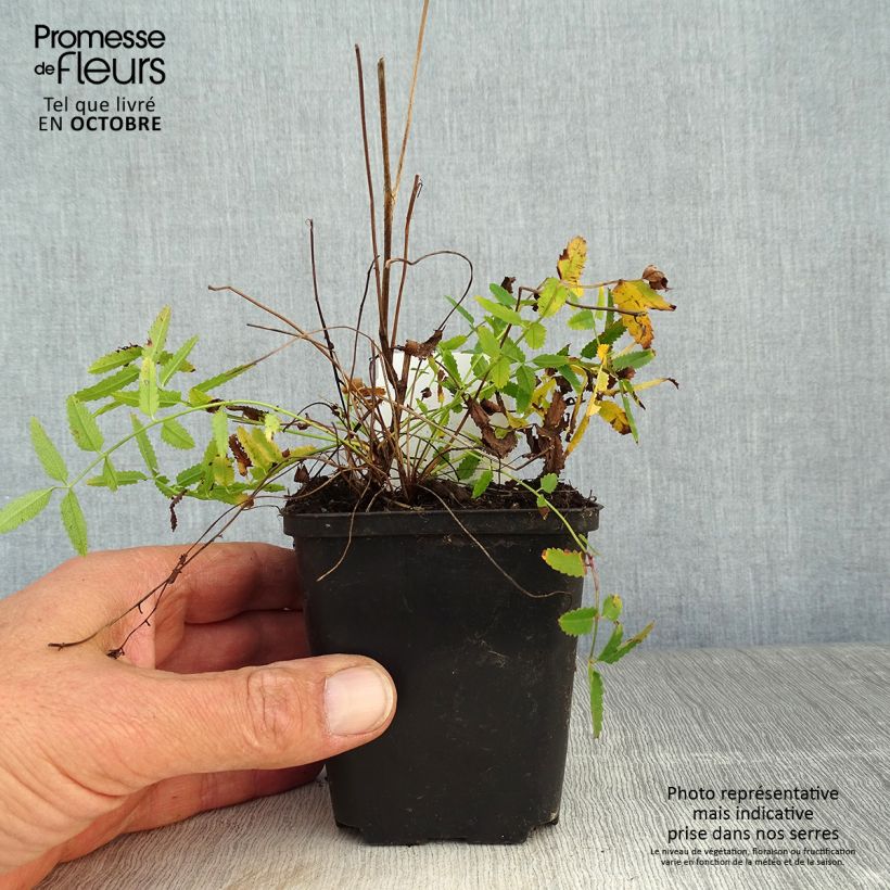 Sanguisorba officinalis Pink Tanna 8/9 cm pot sample as delivered in autumn