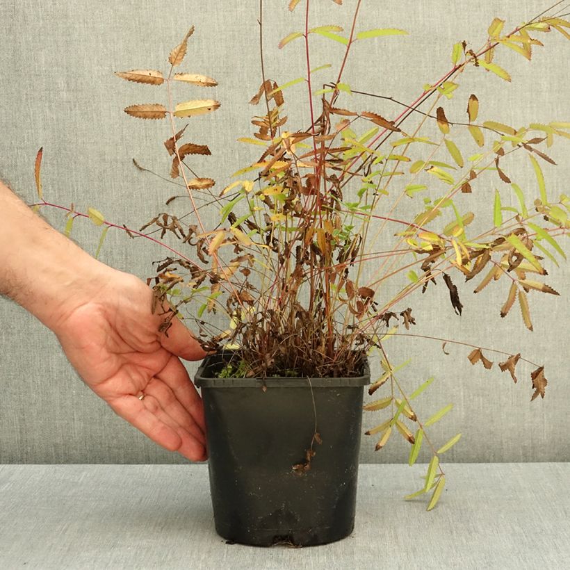 Sanguisorba officinalis Pink Tanna 2L/3L pot sample as delivered in autumn