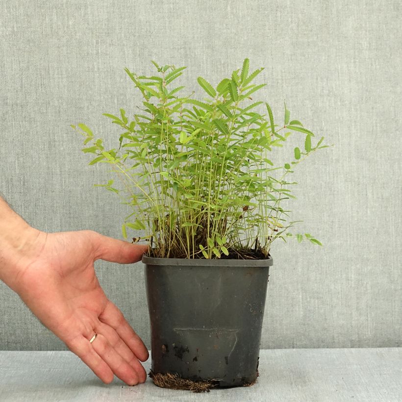 Sanguisorba officinalis Pink Tanna 2L/3L pot sample as delivered in summer