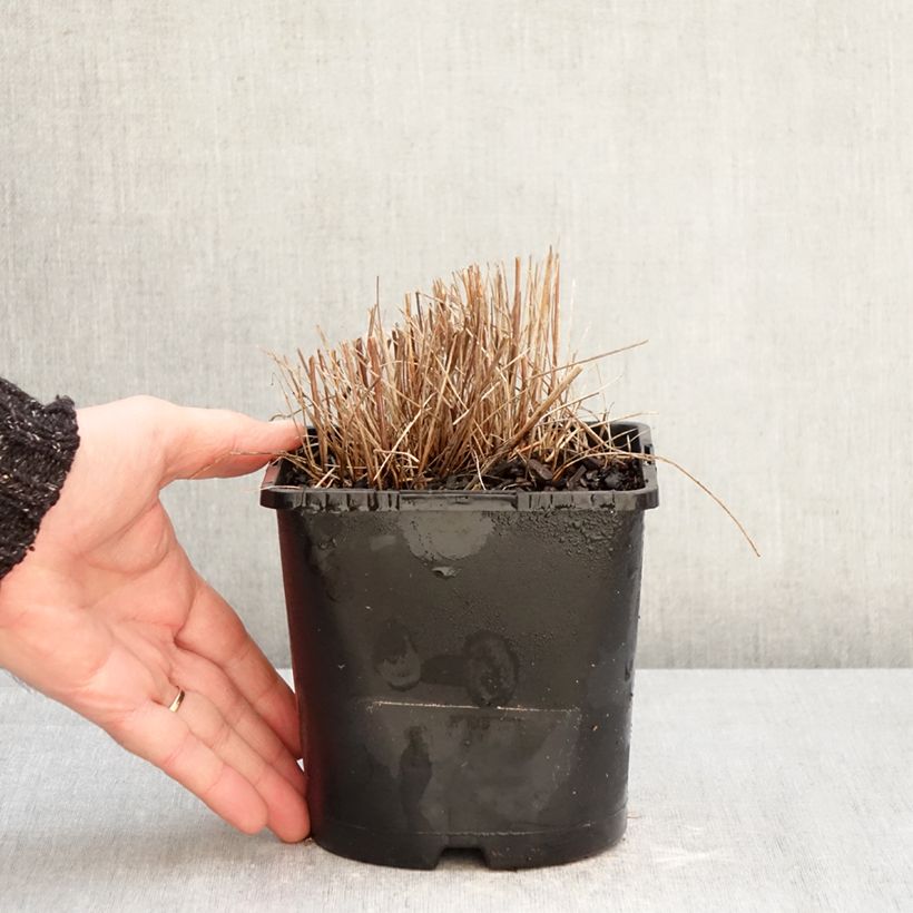 Sanguisorba officinalis Pink Tanna 2L/3L pot sample as delivered in winter