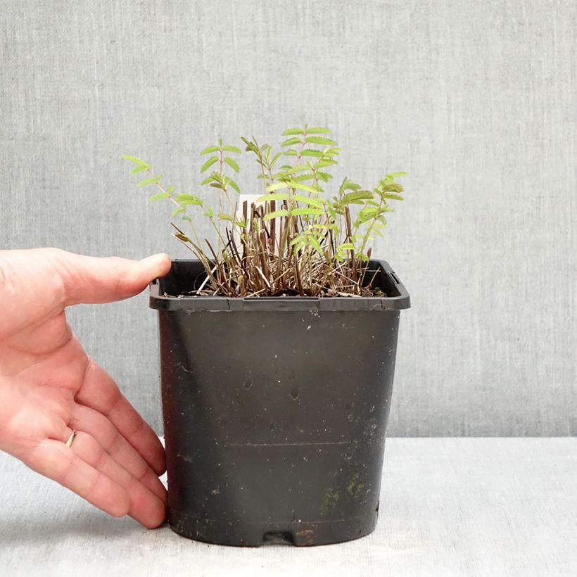 Sanguisorba officinalis Pink Tanna 2L/3L pot sample as delivered in spring