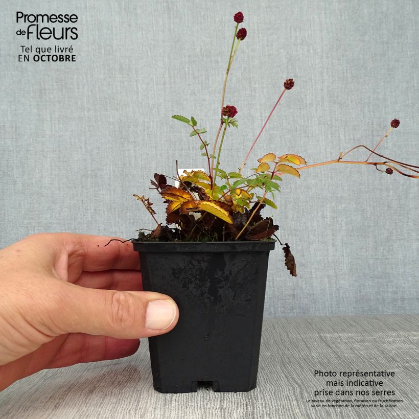 Sanguisorba officinalis Tanna 8/9 cm pot sample as delivered in autumn