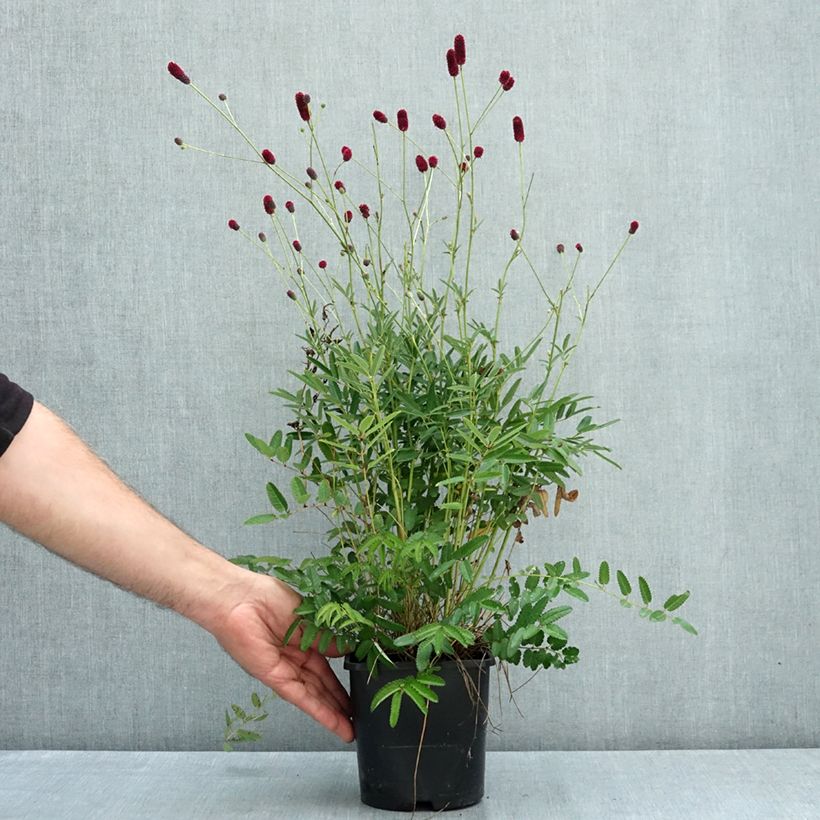 Sanguisorba Plum Drops® 1.5L/2L pot sample as delivered in summer