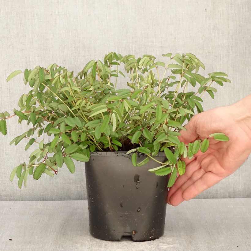 Sanguisorba Plum Drops® 1.5L/2L pot sample as delivered in spring