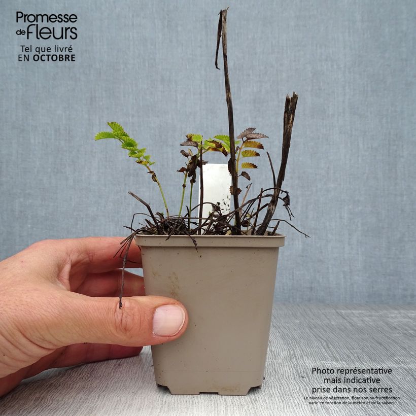 Sanguisorba Proud Mary 8/9 cm pot sample as delivered in autumn