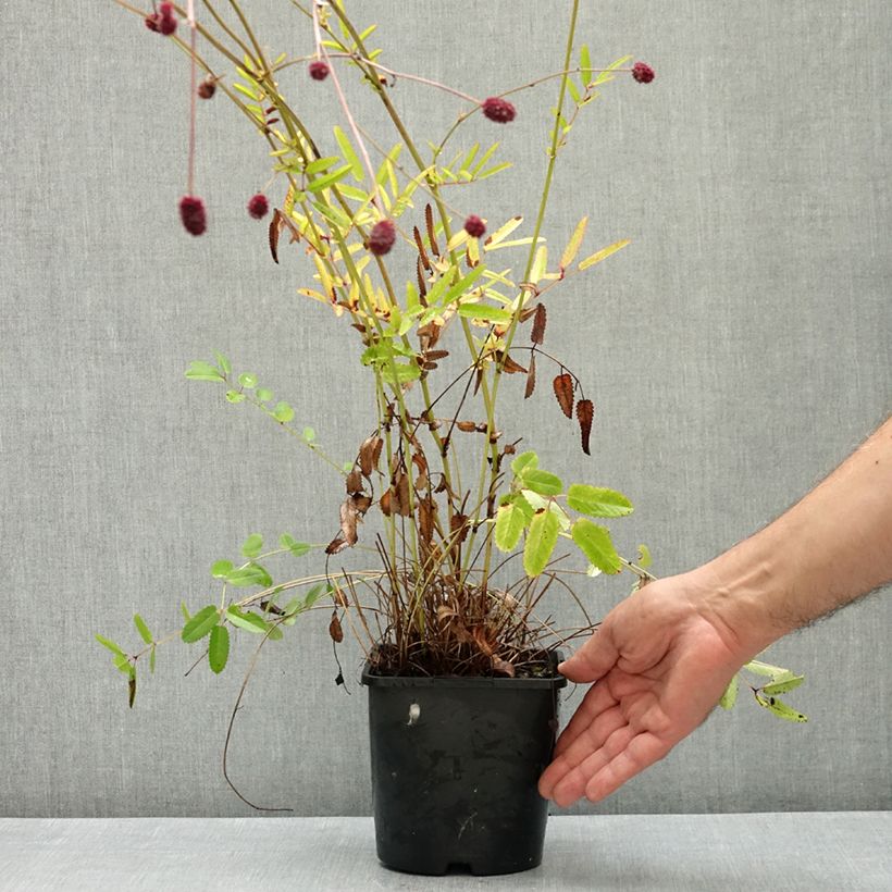 Sanguisorba Proud Mary 2L/3L pot sample as delivered in summer