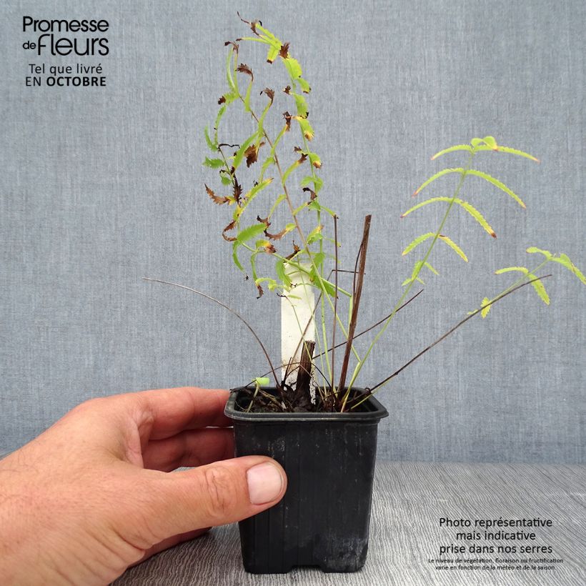Sanguisorba tenuifolia Alba 8/9 cm pot sample as delivered in autumn