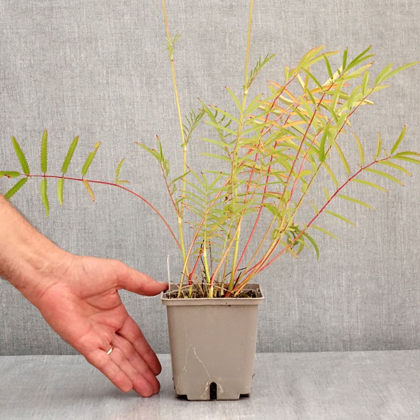 Sanguisorba tenuifolia Alba 1L/1.5L pot sample as delivered in summer