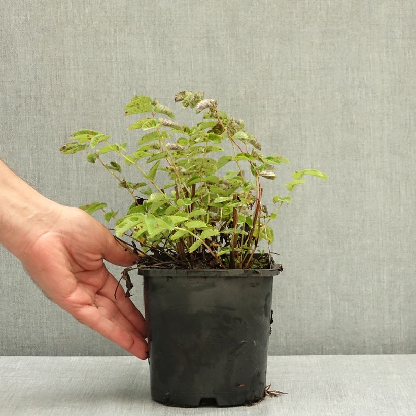 Sanguisorba menziesii Wake Up 1.5L/2L pot sample as delivered in summer