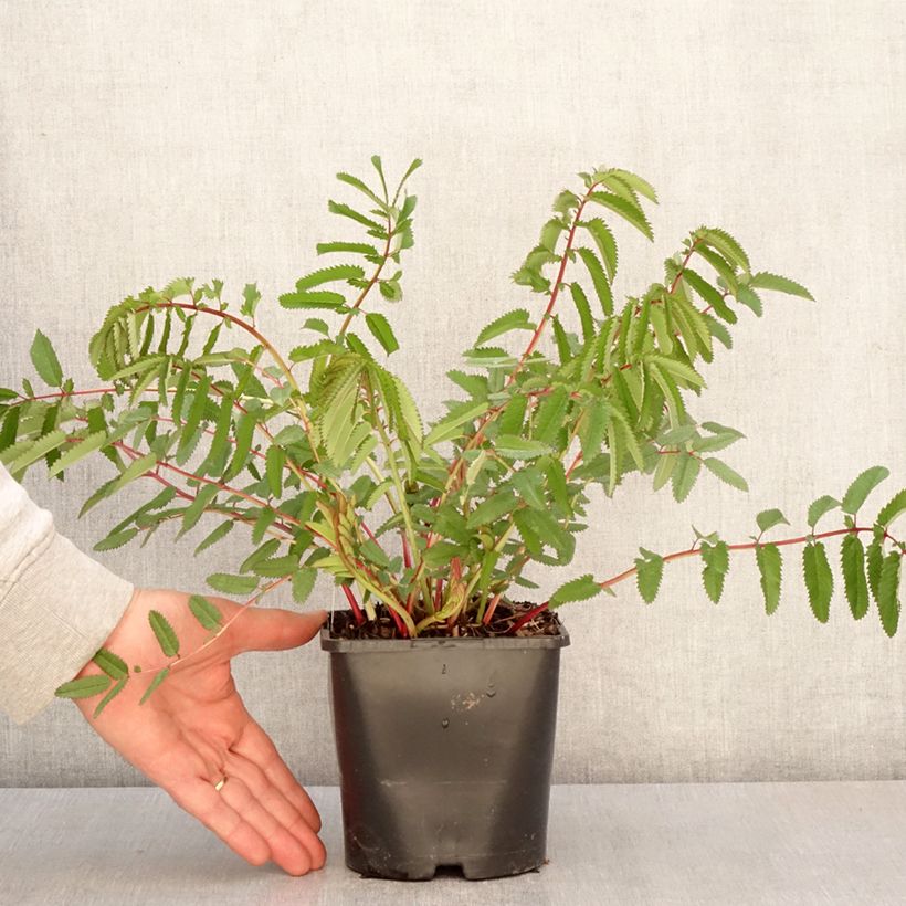 Sanguisorba hakusanensis White Brushes 2L/3L pot sample as delivered in spring