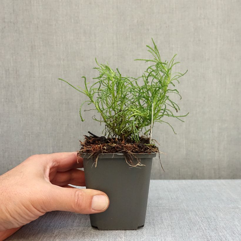 Santolina rosmarinifolia 8/9 cm pot sample as delivered in autumn