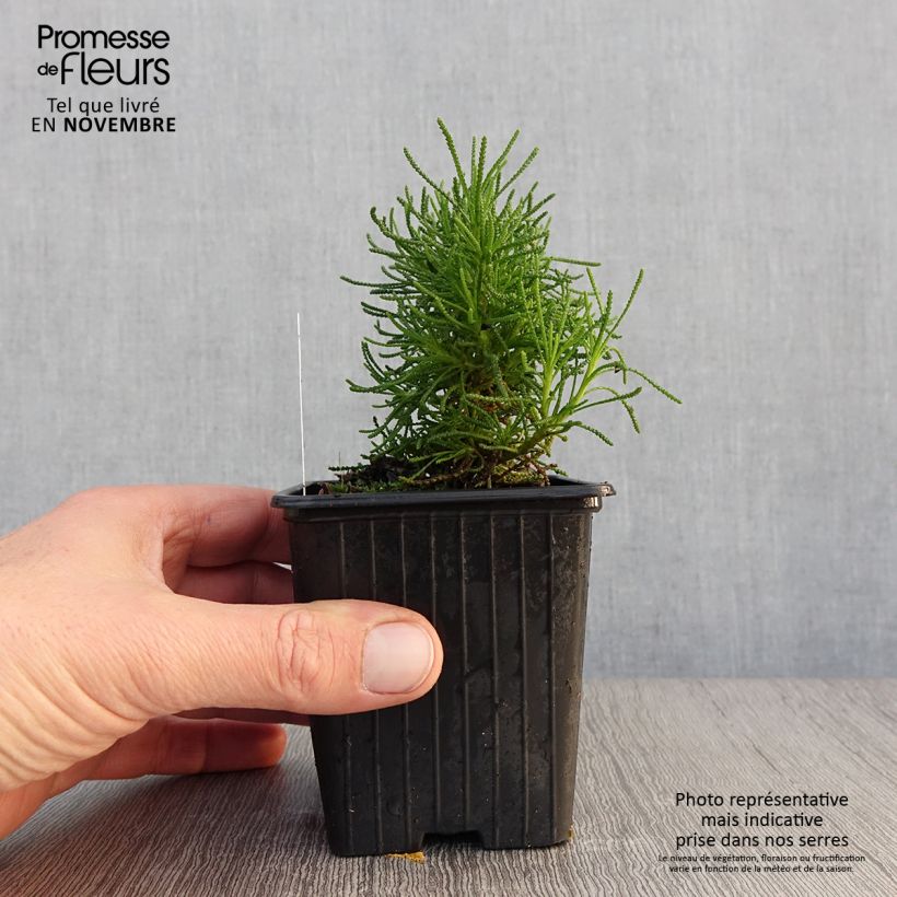 Santolina virens rosmarinifolia 8/9 cm pot sample as delivered in autumn