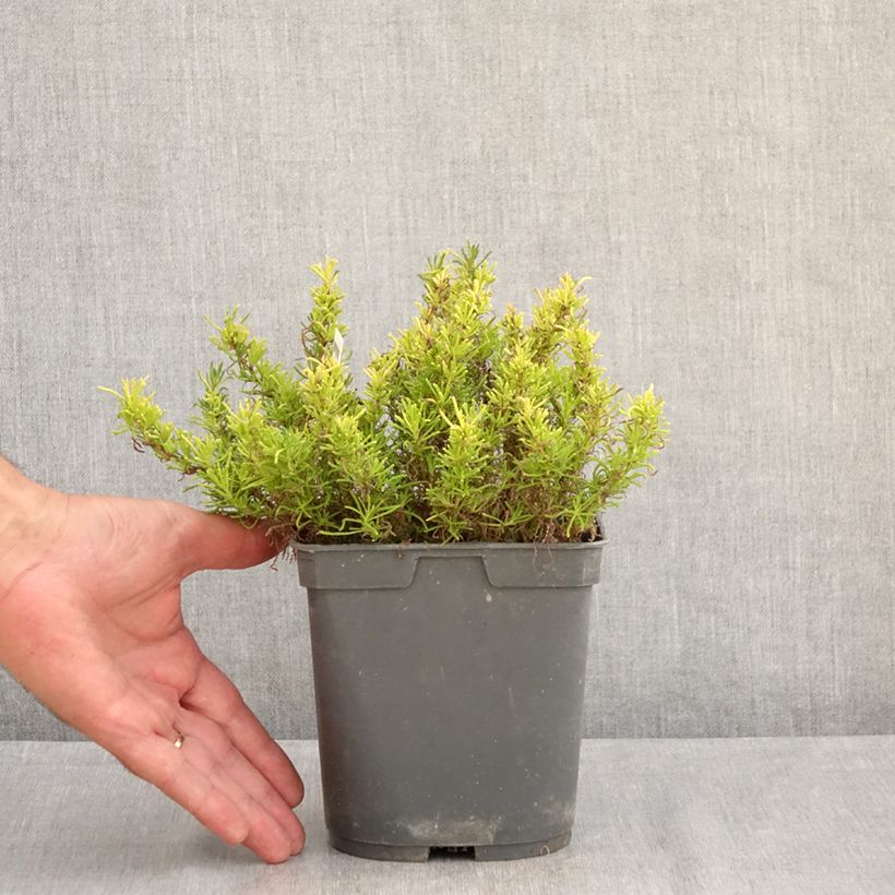 Santolina virens rosmarinifolia 1.5L/2L pot sample as delivered in summer