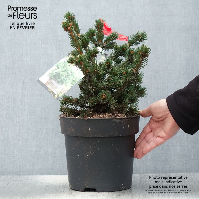 Picea pungens Lucky Strike - Blue Spruce 3L/4L pot sample as delivered in winter