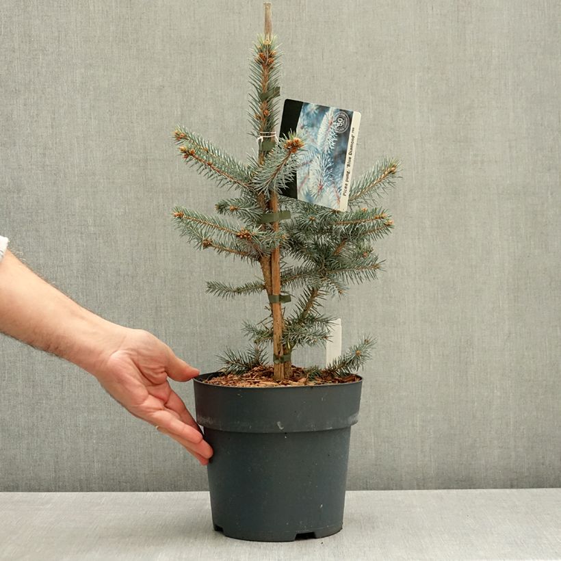 Picea pungens Blue Diamond - Blue Spruce 4L/5L pot sample as delivered in autumn