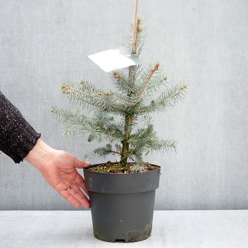 Picea pungens Blue Diamond - Blue Spruce 4L/5L pot sample as delivered in winter