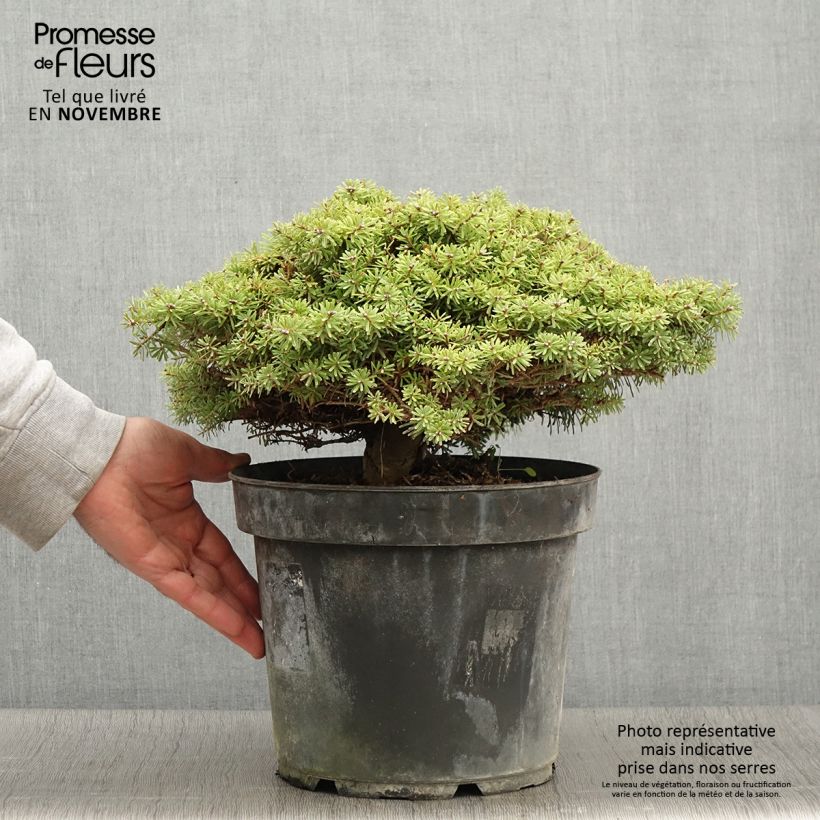 Abies koreana Nadelkissen - Korean Fir 7.5L/10L pot sample as delivered in autumn