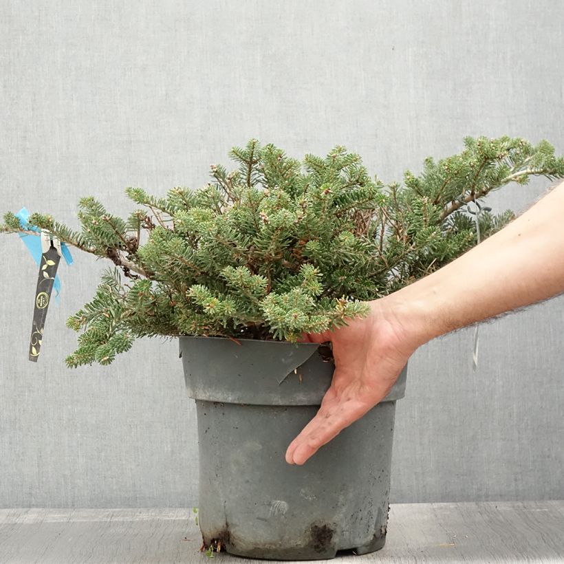 Abies koreana Green Carpet - Korean Fir 3L/4L pot sample as delivered in autumn