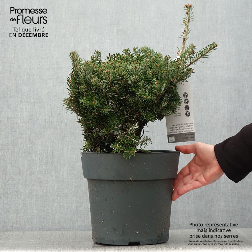 Abies koreana Green Carpet - Korean Fir 3L/4L pot sample as delivered in winter