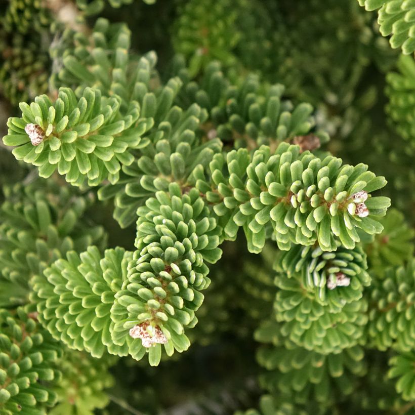 Abies koreana Molli - Korean Fir (Foliage)