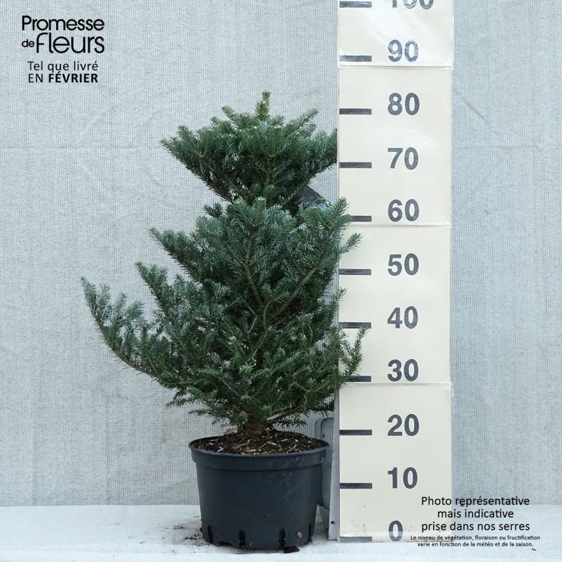 Abies koreana Molli - Korean Fir 4L/5L pot sample as delivered in winter