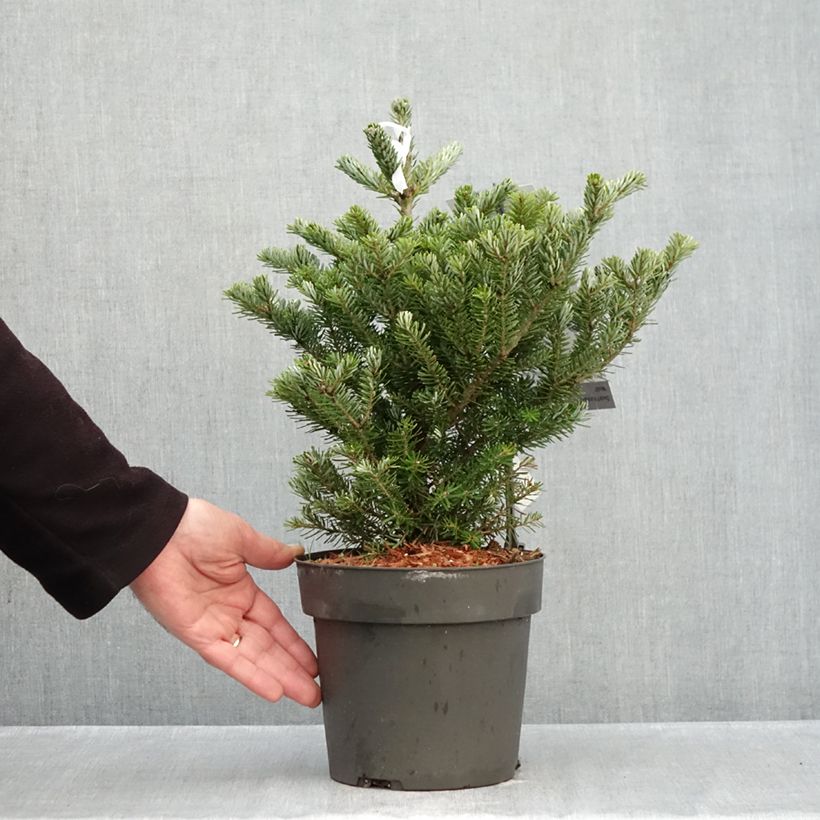 Abies koreana Molli - Korean Fir 4L/5L pot sample as delivered in autumn