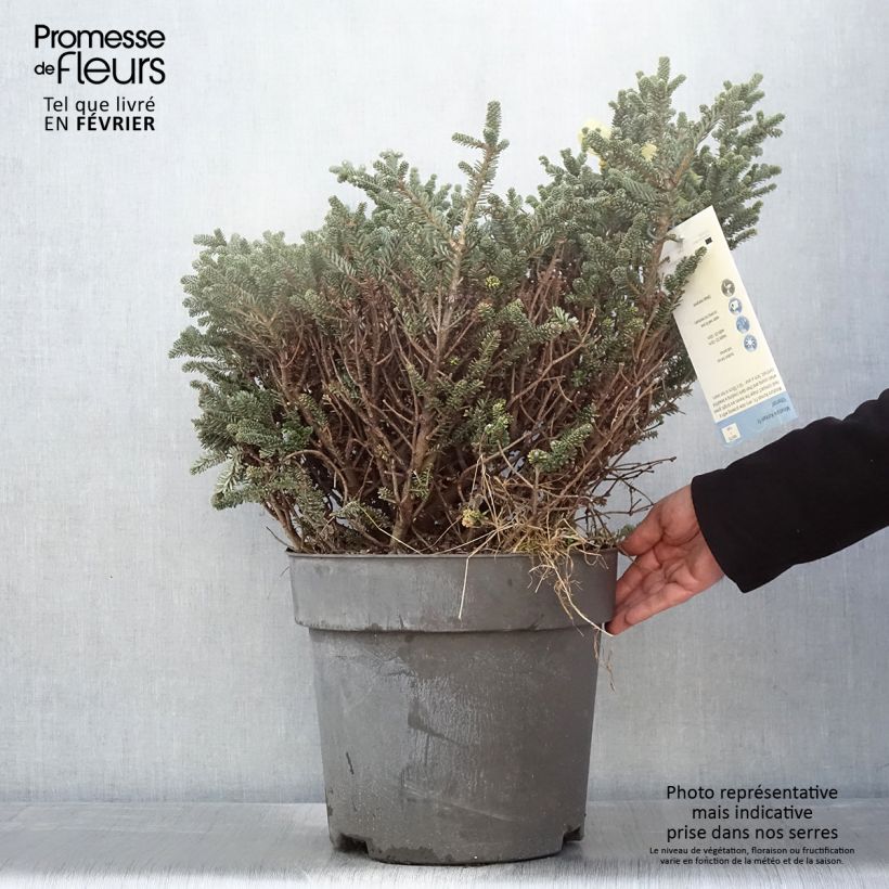 Abies koreana Oberon - Korean Fir Each sample as delivered in winter