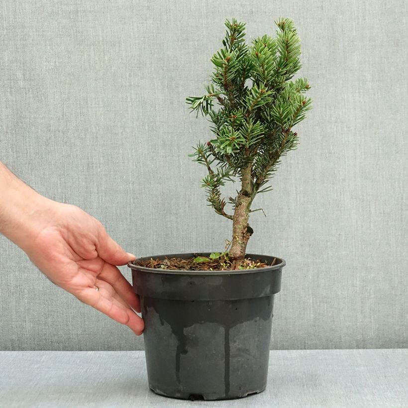 Abies nordmanniana Kulista - Fir 3L/4L pot sample as delivered in summer