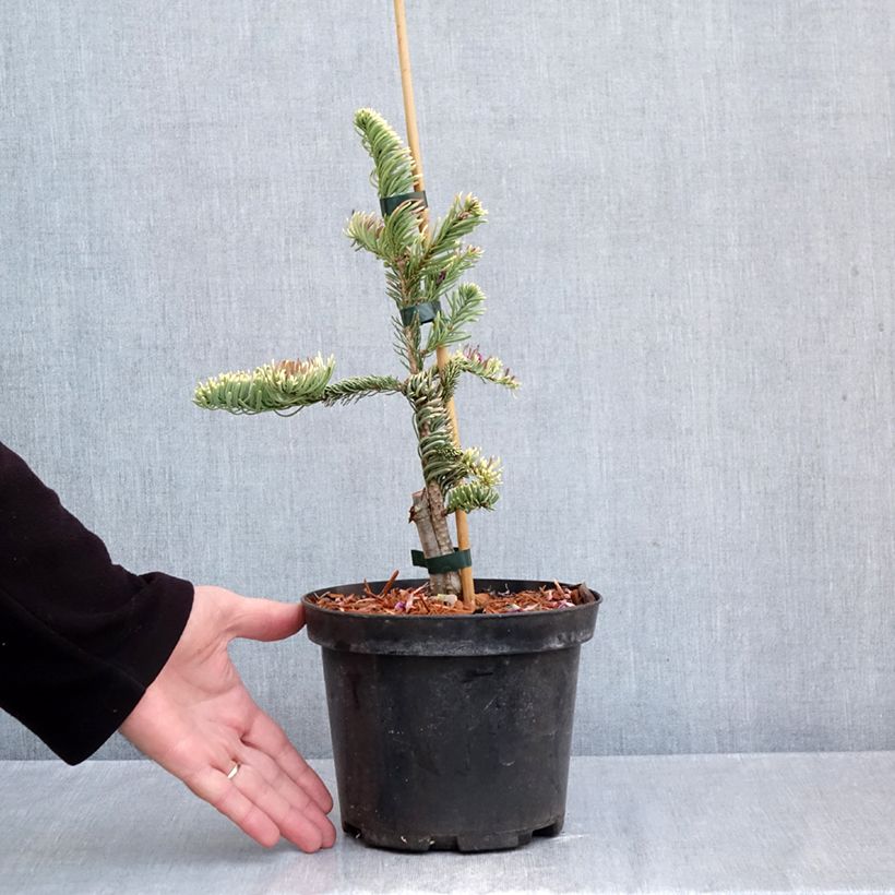 Abies procera Sherwoodii - Noble Fir 3L/4L pot sample as delivered in autumn